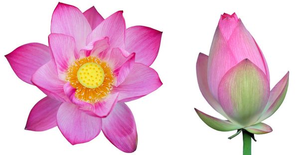 Lotus isolate on white background - Fotó, kép