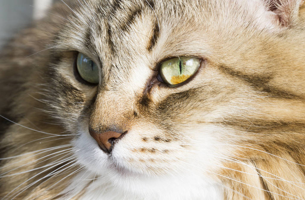 Foreground of a beautiful brown white siberian cat - Photo, Image
