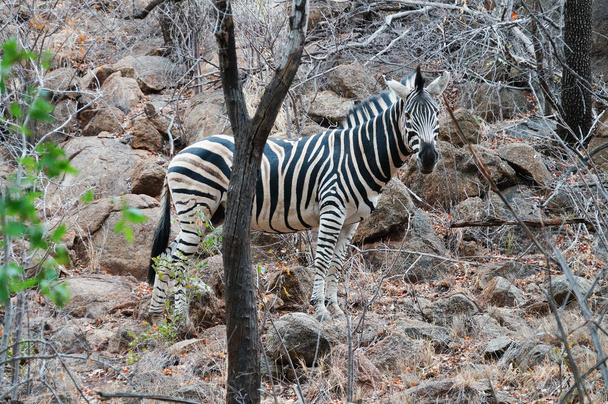 Zèbre dans le parc national du Pilanesburg, Afrique du Sud
. - Photo, image