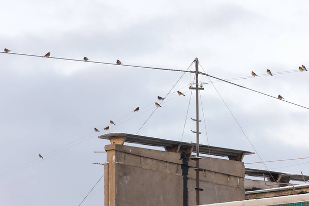 snowbird flock on wires above the roof - 写真・画像
