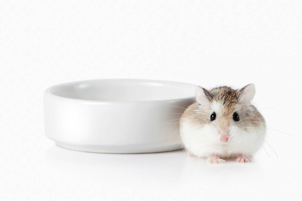 Pet. Roborovski hamster isolated on white background - Photo, Image