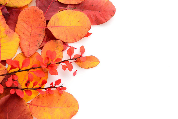 Colorful autumn leaves on white background. With copy space - Fotoğraf, Görsel