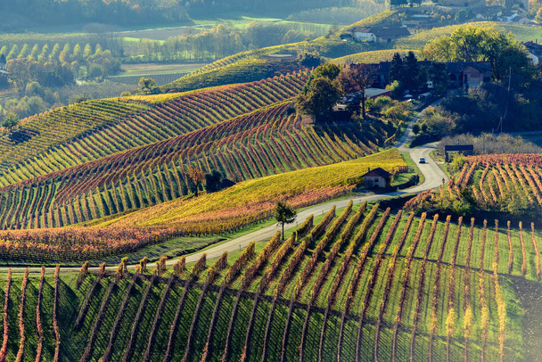 Automne dans la région du nord de l'Italie appelé langhe avec vin coloré
 - Photo, image