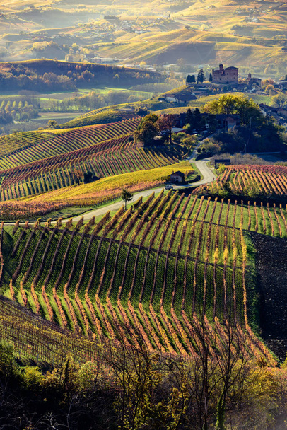 イタリア北部の秋にカラフルなワインとランゲと呼ばれる - 写真・画像