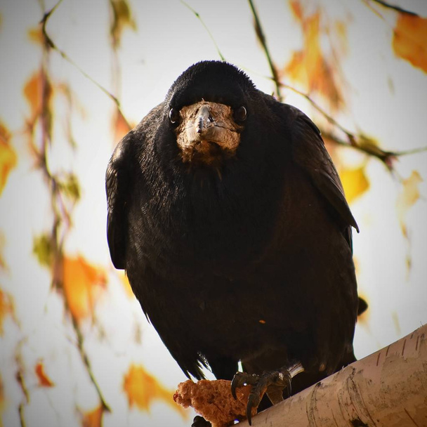 Hermosa imagen de un pájaro cuervo / cuervo en la naturaleza de otoño. (Corvus frugilegus
) - Foto, imagen