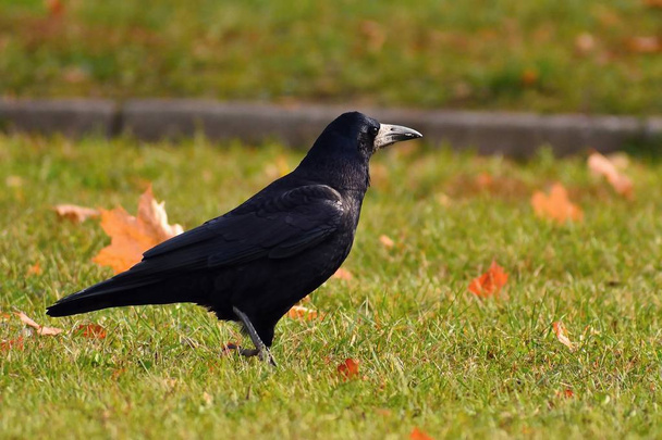 Beautiful picture of a bird - raven / crow in autumn nature. (Corvus frugilegus) - Photo, Image