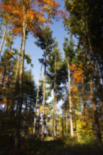 Woodland sceny z jesienią żółte i brązowe liście nieostry. - Zdjęcie, obraz
