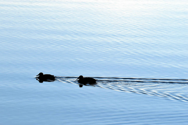 Σιλουέτα πάπιες κολύμβηση - Φωτογραφία, εικόνα