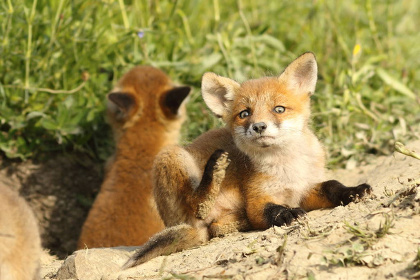 Europese fox welpen - Foto, afbeelding