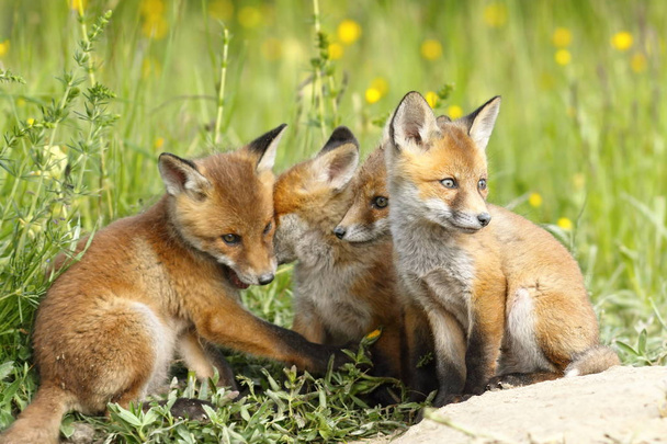 família de raposas jovens
 - Foto, Imagem
