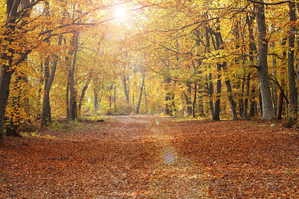 pedestrian path in autumn forest - Fotoğraf, Görsel