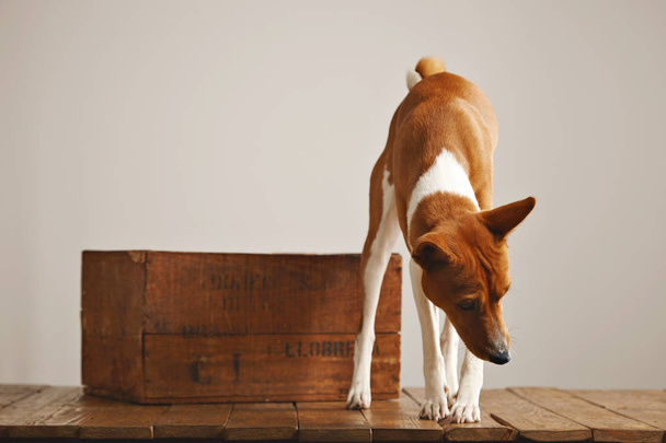 Hermoso perro con una vieja caja de madera
 - Foto, imagen