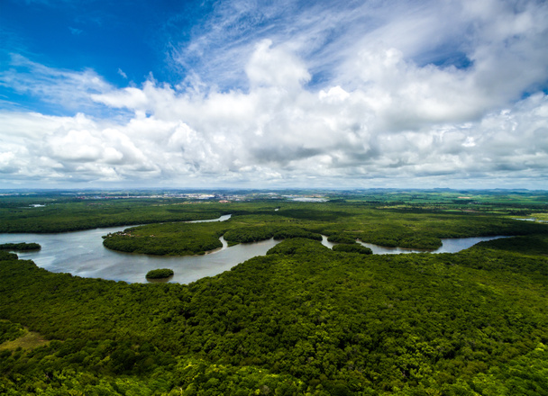 Tiro aéreo da floresta amazônica
  - Foto, Imagem