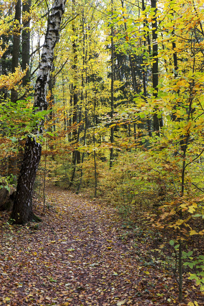 Beautiful autumn Forest in south Bohemia, Czech Republic - Foto, afbeelding