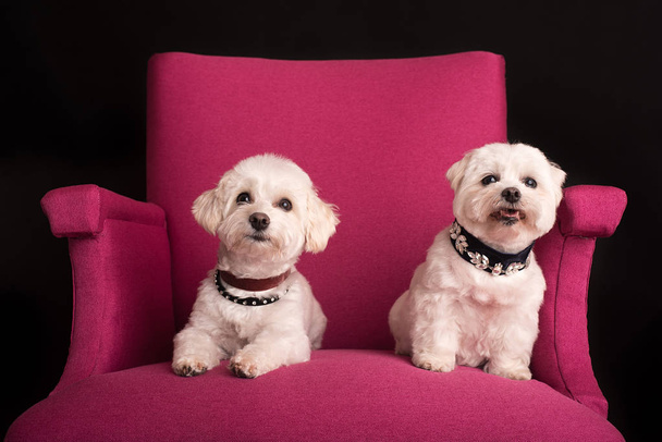 Cute West Highland White Terrier sitting on a pink armchairs - Foto, afbeelding
