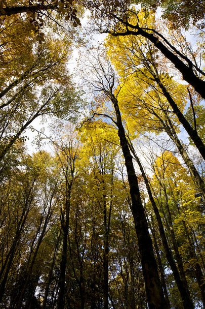 Beautiful autumn Forest in south Bohemia, Czech Republic - Фото, зображення