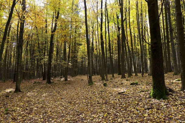 Gyönyörű őszi erdőben a Dél-Csehországban, Cseh Köztársaság - Fotó, kép