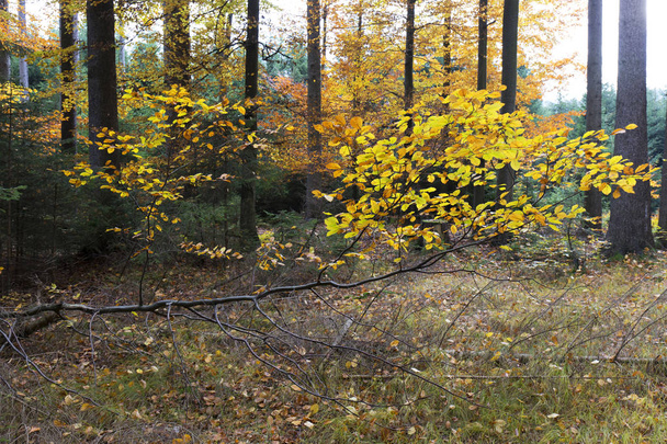 Bela floresta de outono no sul da Boêmia, República Checa
 - Foto, Imagem