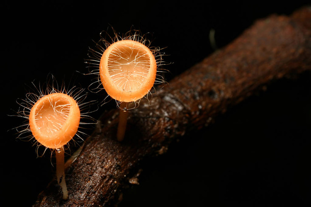 Cookeina tricholoma mushroom - Photo, Image