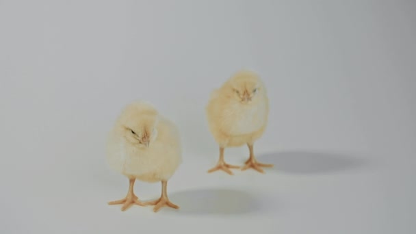 Little Chickens Standing on The White Background - Video, Çekim