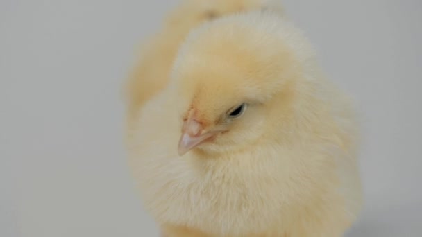 kleine Hühner stehen auf dem weißen Hintergrund Nahaufnahme - Filmmaterial, Video