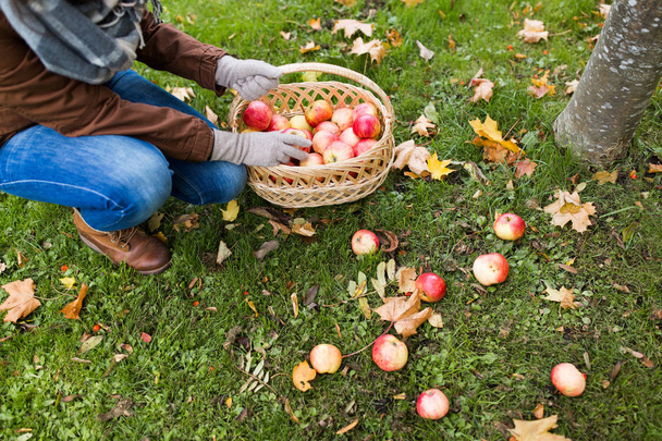 woman with basket picking apples at autumn garden - Фото, зображення