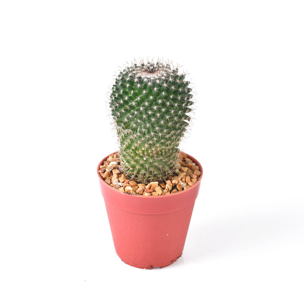 Kaktus izolowany na białym tle - Zdjęcie, obraz