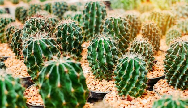 Varias plantas de cactus Grupo de pequeños cactus en la maceta
. - Foto, imagen