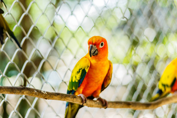 Beautiful colorful parrot, Sun Conure (Aratinga solstitialis), s - Photo, Image
