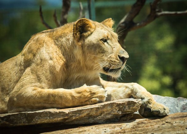Close-up portrait of a lioness resting on a log - Zdjęcie, obraz