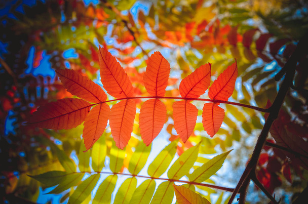 Hojas de rowan rojo otoño sobre fondo verde de la naturaleza
 - Foto, Imagen