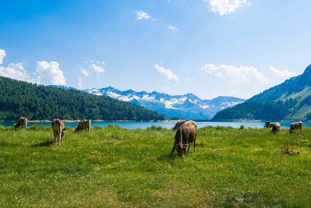 Vacas suizas pastando junto a un lago
 - Foto, imagen