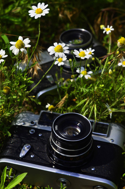 Papatya alandaki eski photocameras - Fotoğraf, Görsel