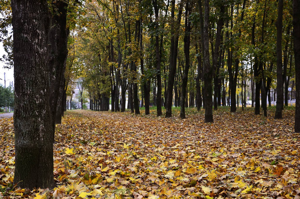 Πολύχρωμο ηλιόλουστο πάρκο με πεσμένα φύλλα που καλύπτουν το έδαφος - Φωτογραφία, εικόνα