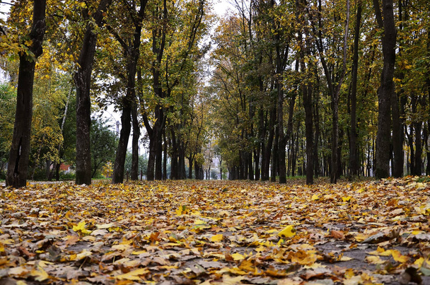 farbenfroher, sonnenbeschienener Park mit abgefallenen Blättern, die den Boden bedecken - Foto, Bild