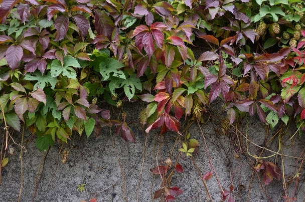 Yabani Şarap sonbaharda beton duvar kaplama - Fotoğraf, Görsel