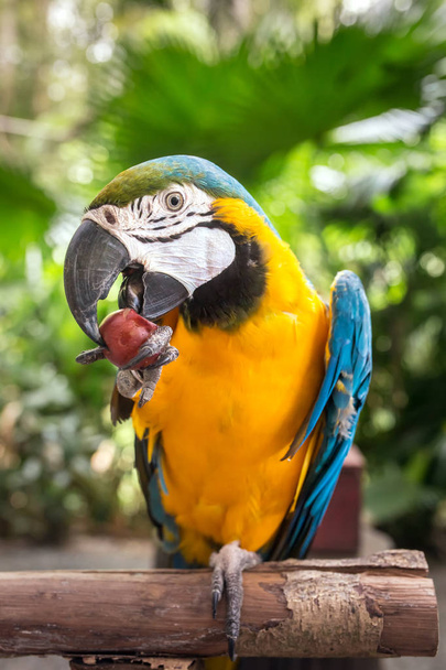 Macaw parrot eating grape - Fotoğraf, Görsel