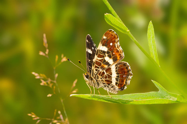 Butterfly Araschnia Levana  sitting on the grass - Photo, Image