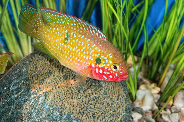 Sügér hal (Hemichromis sp.) akvárium portréja - Fotó, kép