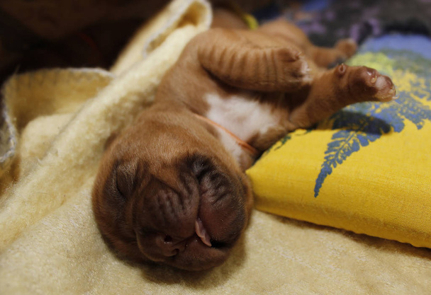 Dogue de Bordeaux - Cachorros - 10 días desde su nacimiento
 - Foto, imagen