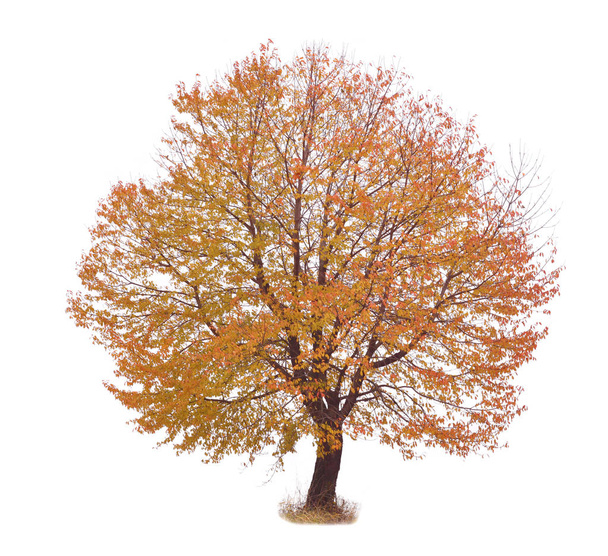 autumn red tree with white background - Foto, afbeelding
