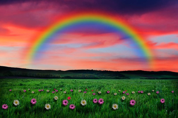 flowers field on rainbow background - Photo, Image