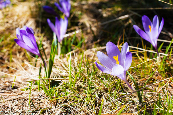 Close-up van blooming Krokussen Lentebloemen - Foto, afbeelding