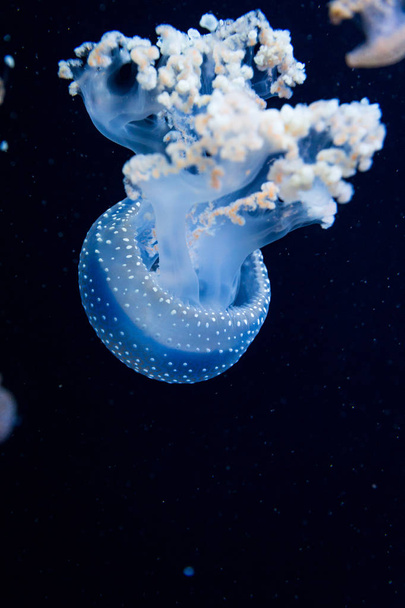 krásné modré medúzy - Fotografie, Obrázek