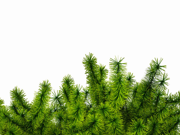 コーナーは緑のトウヒの枝から成っています。3 d イラストレーション - 写真・画像