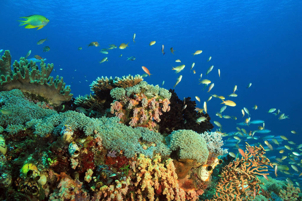 Koralliriutta Raja Ampat
 - Valokuva, kuva