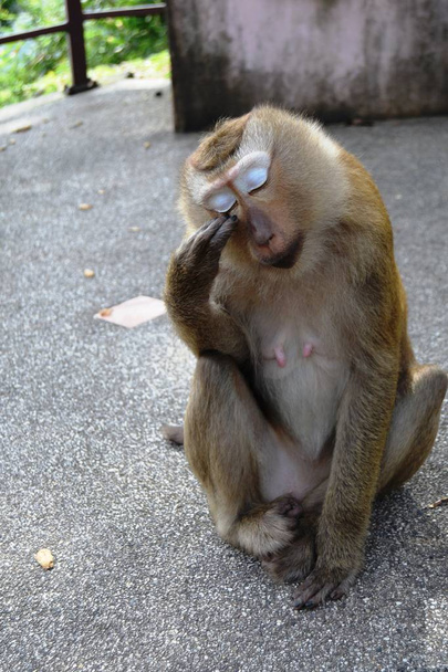 タイの国立公園の猿  - 写真・画像