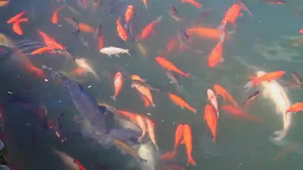 Japanse gekleurde karpers zwemmen in het meer - Video