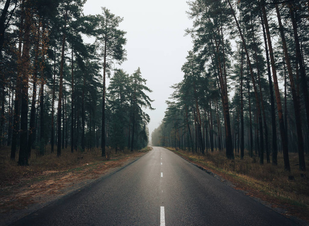 Empty road in a foggy day in the wood - Фото, изображение