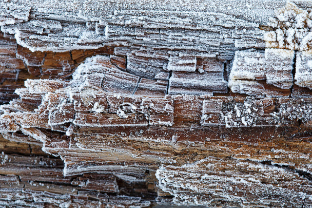 Rime op verrot hout - Foto, afbeelding